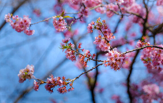 樱花