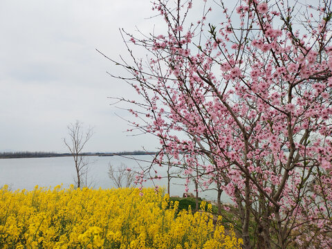 江边桃花油菜花