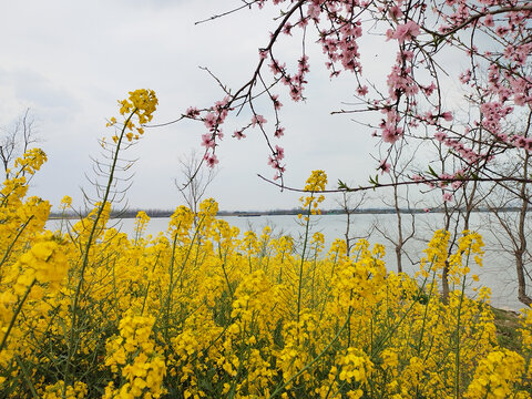 富春江畔桃花油菜花