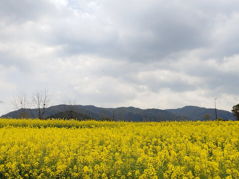 油菜田远山