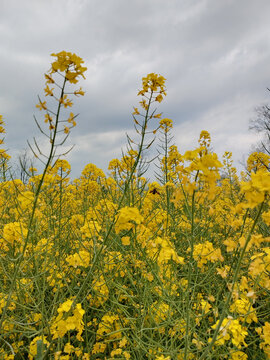 蜜蜂采蜜油菜花