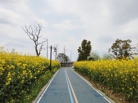 闻潮绿道油菜花海