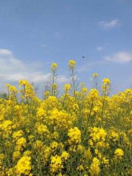 小蜜蜂与油菜花