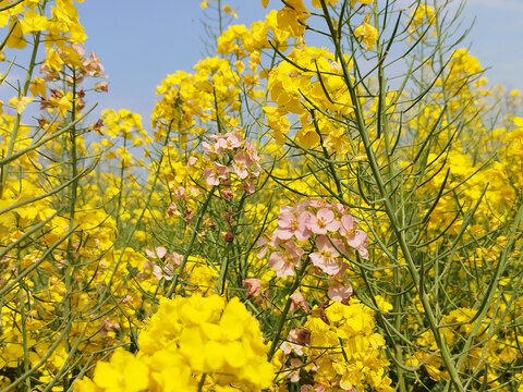 粉色油菜花