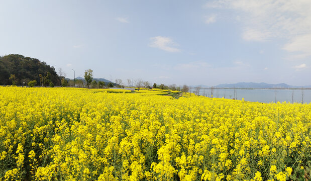 闻潮绿道油菜花海全景