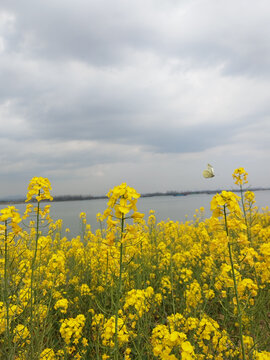 蝴蝶飞向油菜花