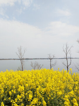 江岸树木与油菜田