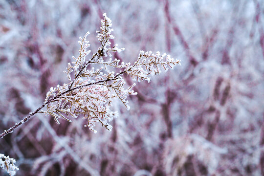 雪景雾凇