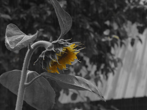 黑白摄影向日葵