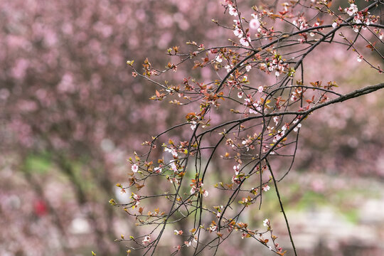 桃花