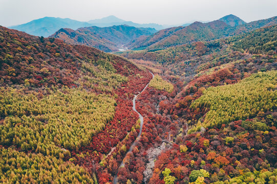 本溪秋色枫叶枫树红叶林航拍