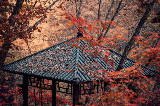 本溪秋色楓葉亭子楓樹紅葉林