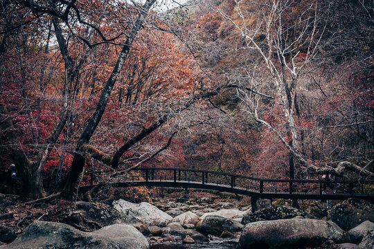 本溪秋色楓葉楓樹(shù)紅葉林航拍