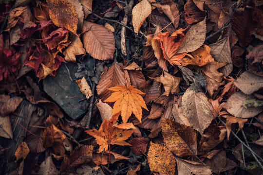 本溪秋色楓葉楓樹紅葉林航拍