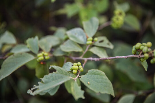 绿植野生植物扁担杆