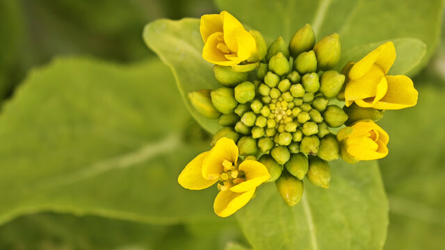 油菜花苞