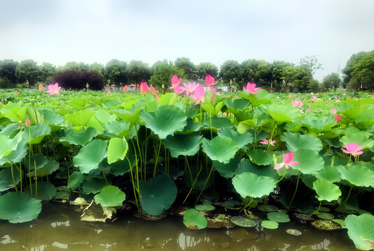 荷塘莲花池