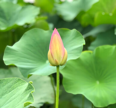 荷花花蕾