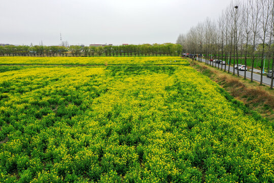 油菜花田