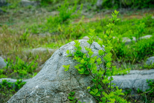 绿色植物