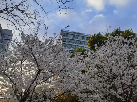 樱花