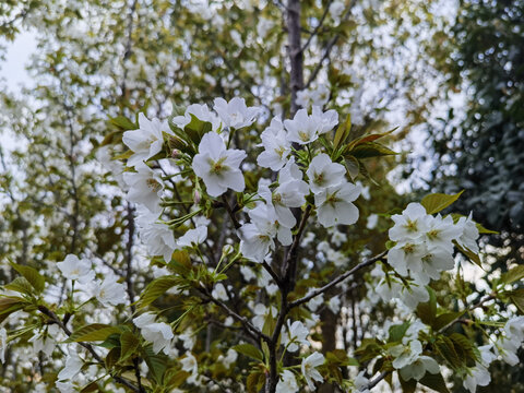 樱花