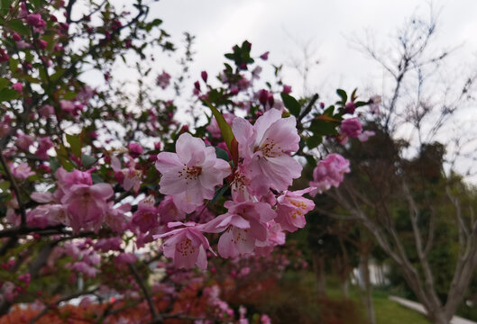 海棠花