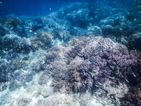 菲律宾薄荷岛帕米拉坎岛水下珊瑚