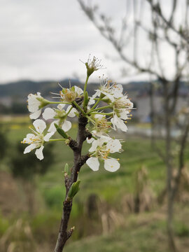 白梨花特写