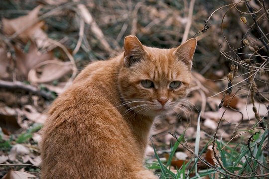 猫咪