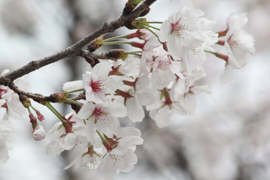 樱花