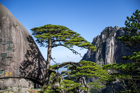 黄山迎客松