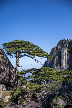 黄山迎客松