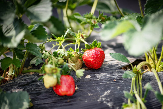 草莓园的草莓