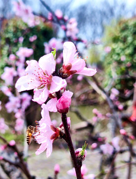 桃花蜜蜂