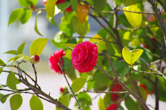 绽放的红色山茶花