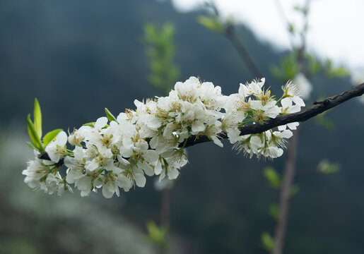 重庆渝北印盒李花