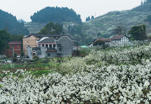 重庆渝北印盒李花