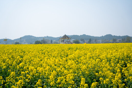 春天的油菜花