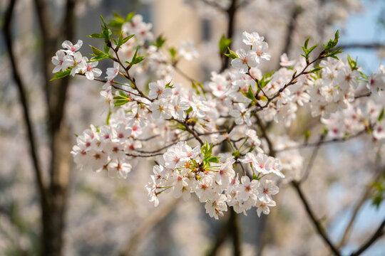 春天的东京樱花