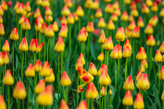 春天太子湾公园的郁金花