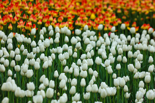 春天太子湾公园的郁金花