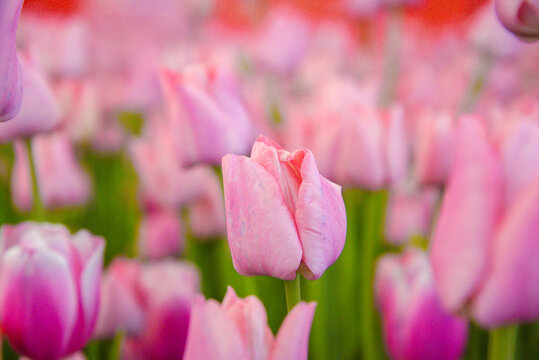 郁金香花开