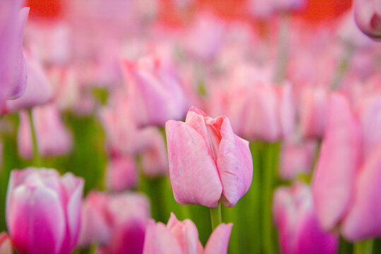 郁金香花开