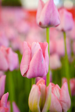 郁金香花开