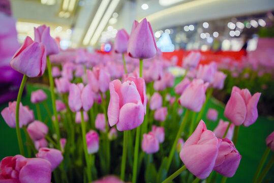 郁金香花开