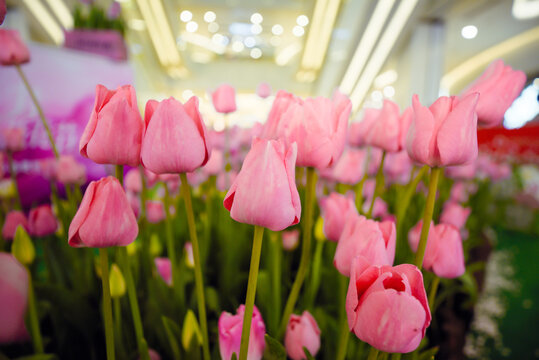 郁金香花开