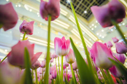 郁金香花开