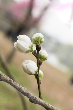 白桃花