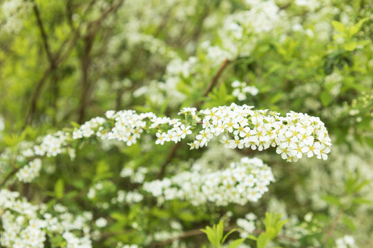 珍珠绣线菊